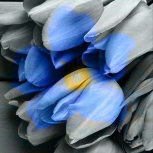 Meet your Posher, Innocent